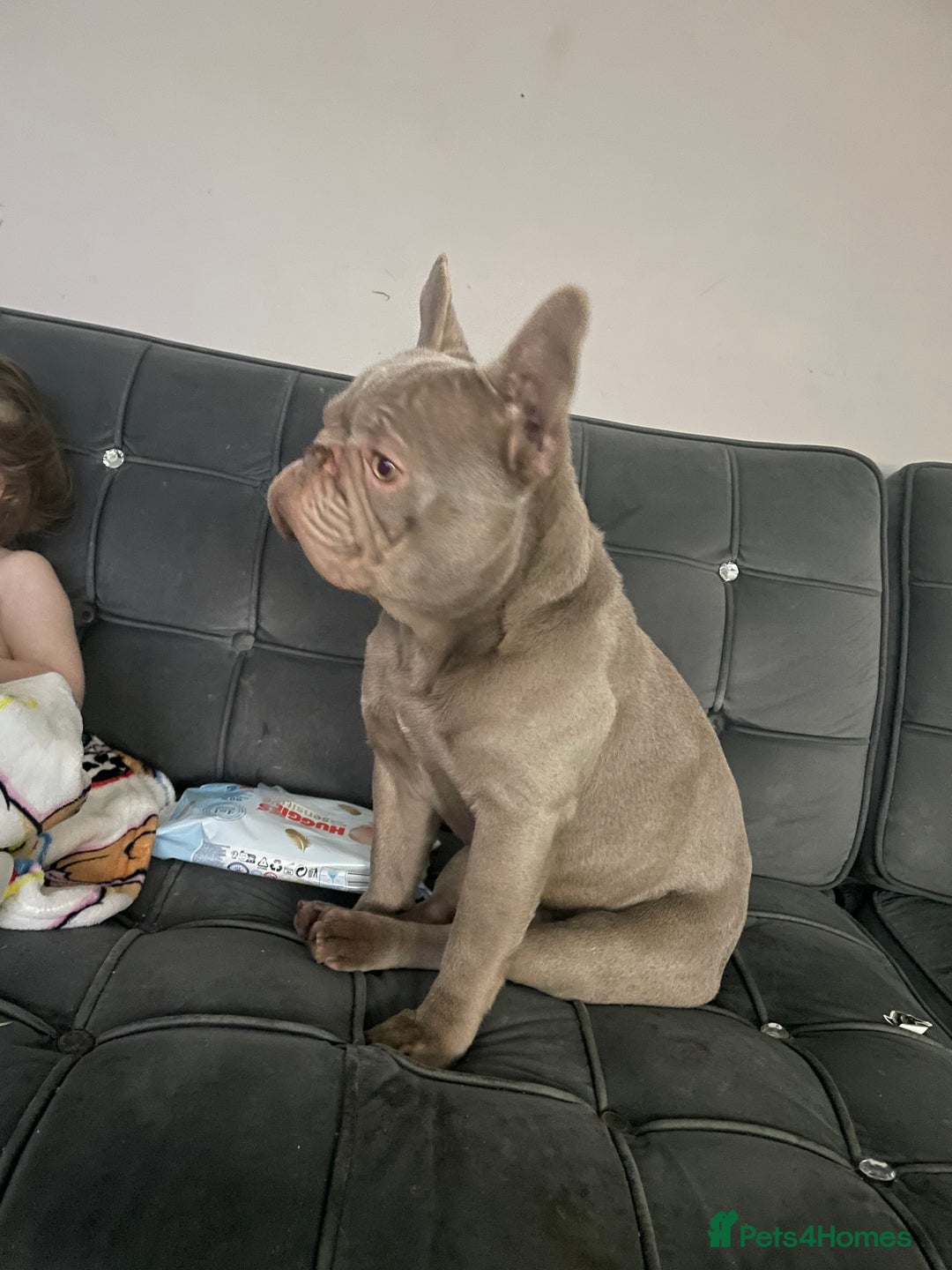 French Bulldog dogs for stud: Proven french bulldog for stud  - Advert 2
