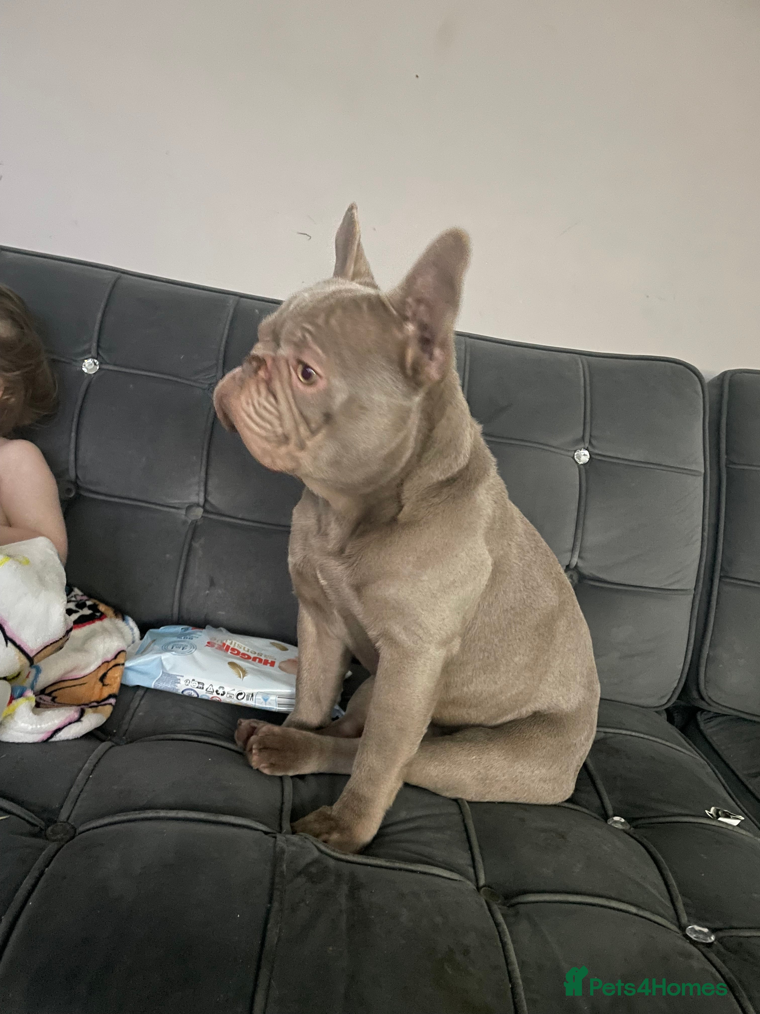 French Bulldog dogs for stud: Kc registered proven stud  - Advert 2