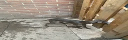 Italian Greyhound dogs for sale: Beautiful Italian greyhound puppies  - Advert 15