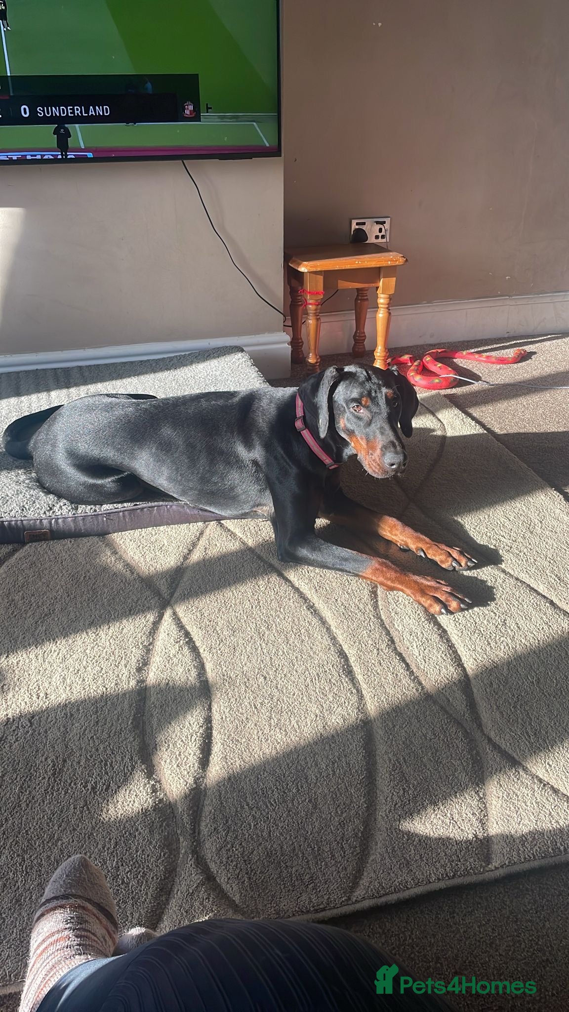 Dobermann dogs Beautiful Female Adult Doberman  - Advert 2