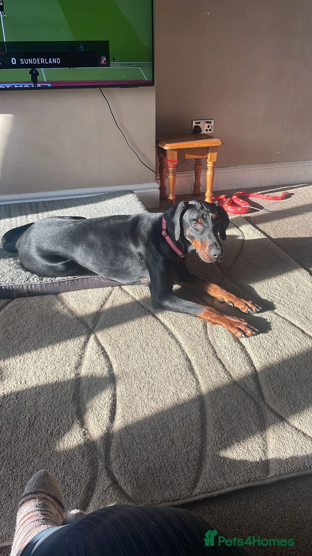 Dobermann dogs for sale: Beautiful Female Adult Doberman  in Lincoln - Advert 1