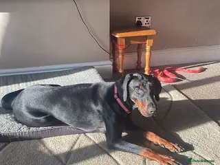 Dobermann dogs Beautiful Female Adult Doberman - Advert 1