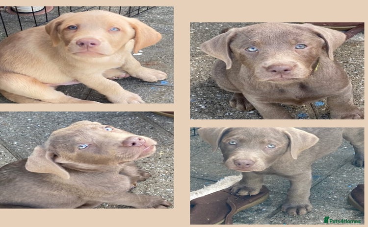 Labrador Retriever dogs - Advert 11