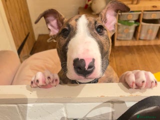 English Bull Terrier dogs English bull terrier male puppy - Advert 6