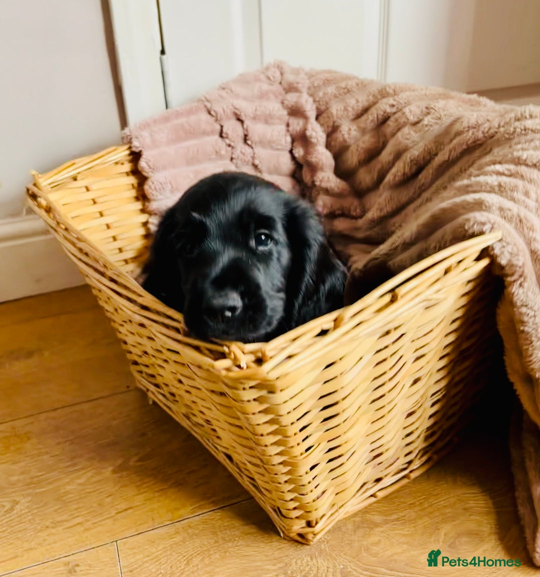 Cocker Spaniel dogs for sale:  (LAST 1) 2beautiful cocker spaniels left out of 7 - Image 12