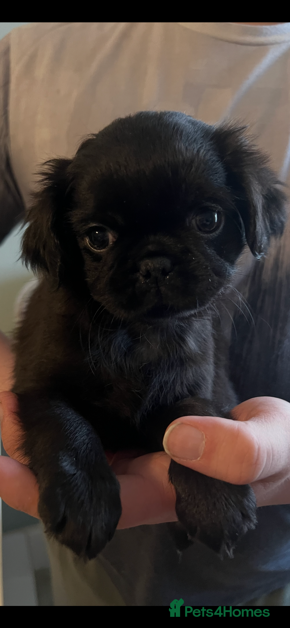 Pug dogs Ready 15th March Kc reg black full kc pedigree pug - Advert 6