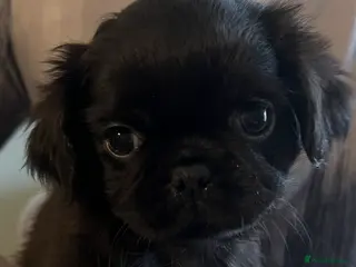 Pug dogs Ready 15th March Kc reg black full kc pedigree pug - Advert 6