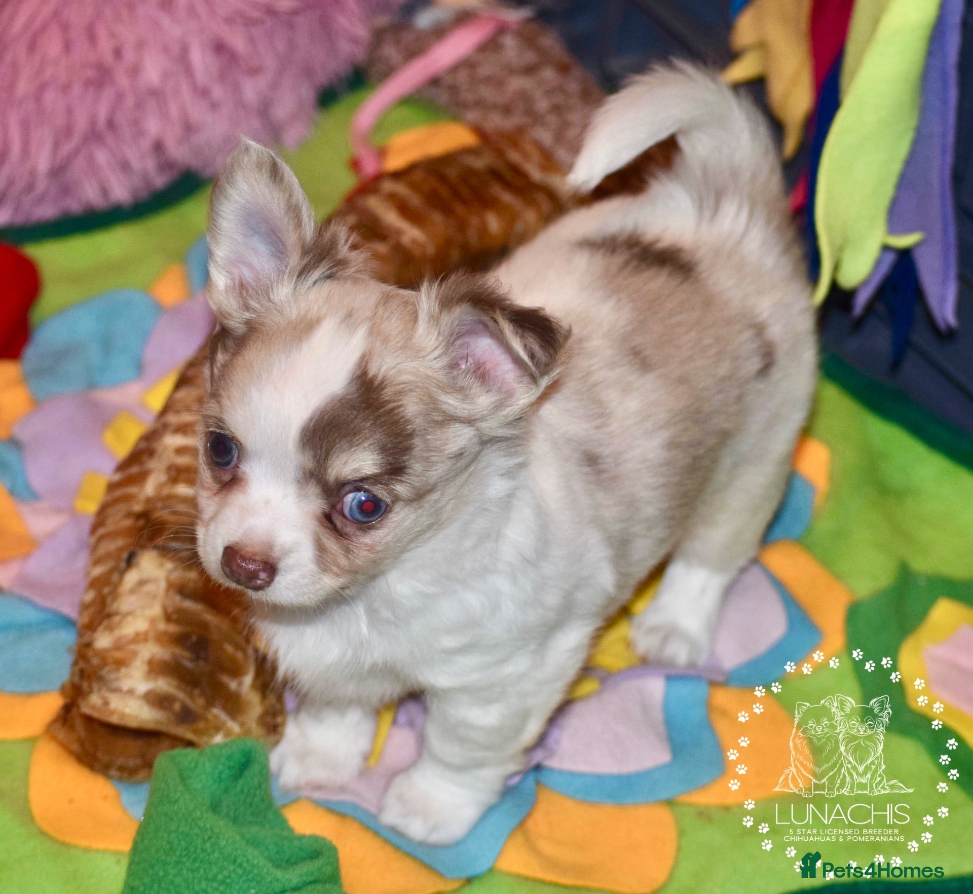 Chihuahua dogs Beautiful long coat chihuahua puppies - Advert 2