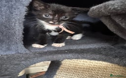 Mixed Breed cats for sale: 3 beautiful girls looking for their forever home  - Image 2