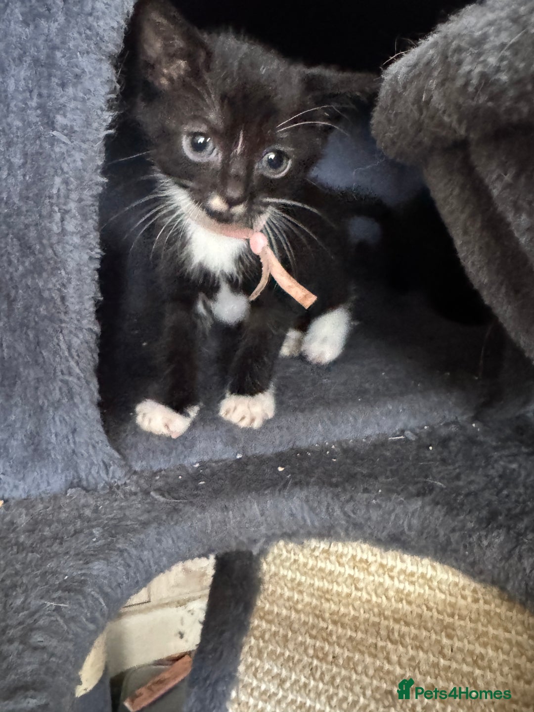 Mixed Breed cats for sale: 3 beautiful girls looking for their forever home  - Image 2