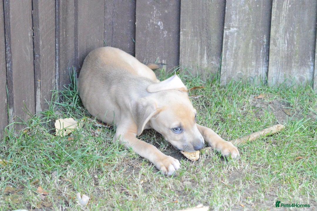 Mixed Breed dogs for sale: Mixed Breed Pups - Image 29