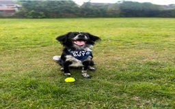 Sprollie dogs for sale: Freddie - Advert 3