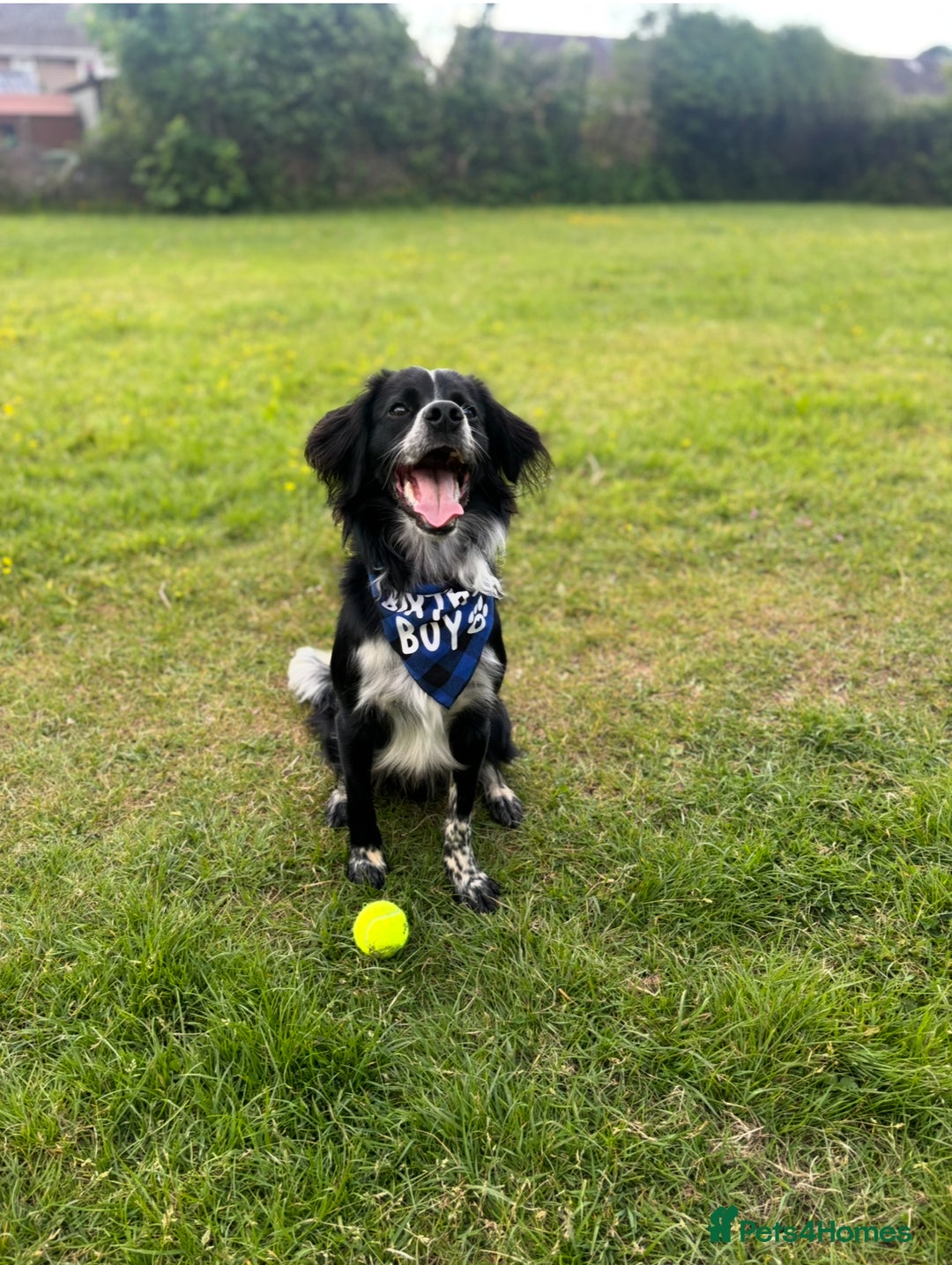 Sprollie dogs for sale: Freddie - Advert 3