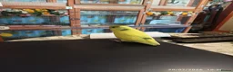Budgerigars birds for sale: Budgies 1 x male and 2 x babies  - Advert 4