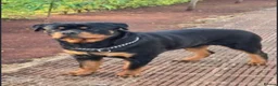 Rottweiler dogs for sale: Rottweiler for sale - Advert 1