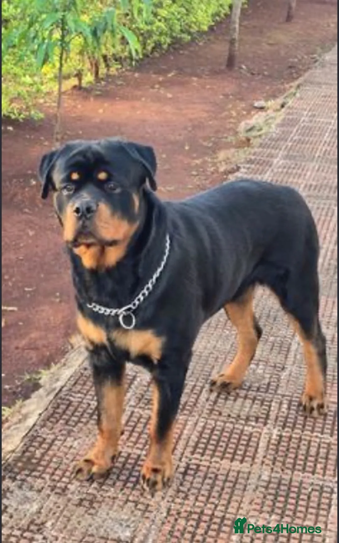 Rottweiler dogs for sale: Rottweiler for sale - Advert 1