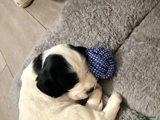 Cocker Spaniel dogs Beautiful cocker spaniels - Advert 13