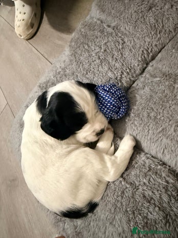 Cocker Spaniel dogs Beautiful cocker spaniels - Advert 16