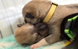 Huskita dogs for sale: Gorgeous Huskita Puppies  - Image 13