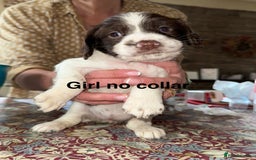 English Springer Spaniel dogs for sale: KC Springer Spaniel puppies 3 x girls available  in Hereford - Image 19