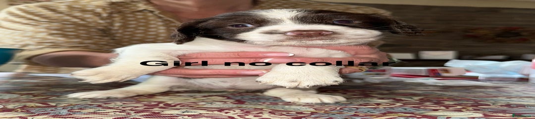 English Springer Spaniel Puppy girl 4