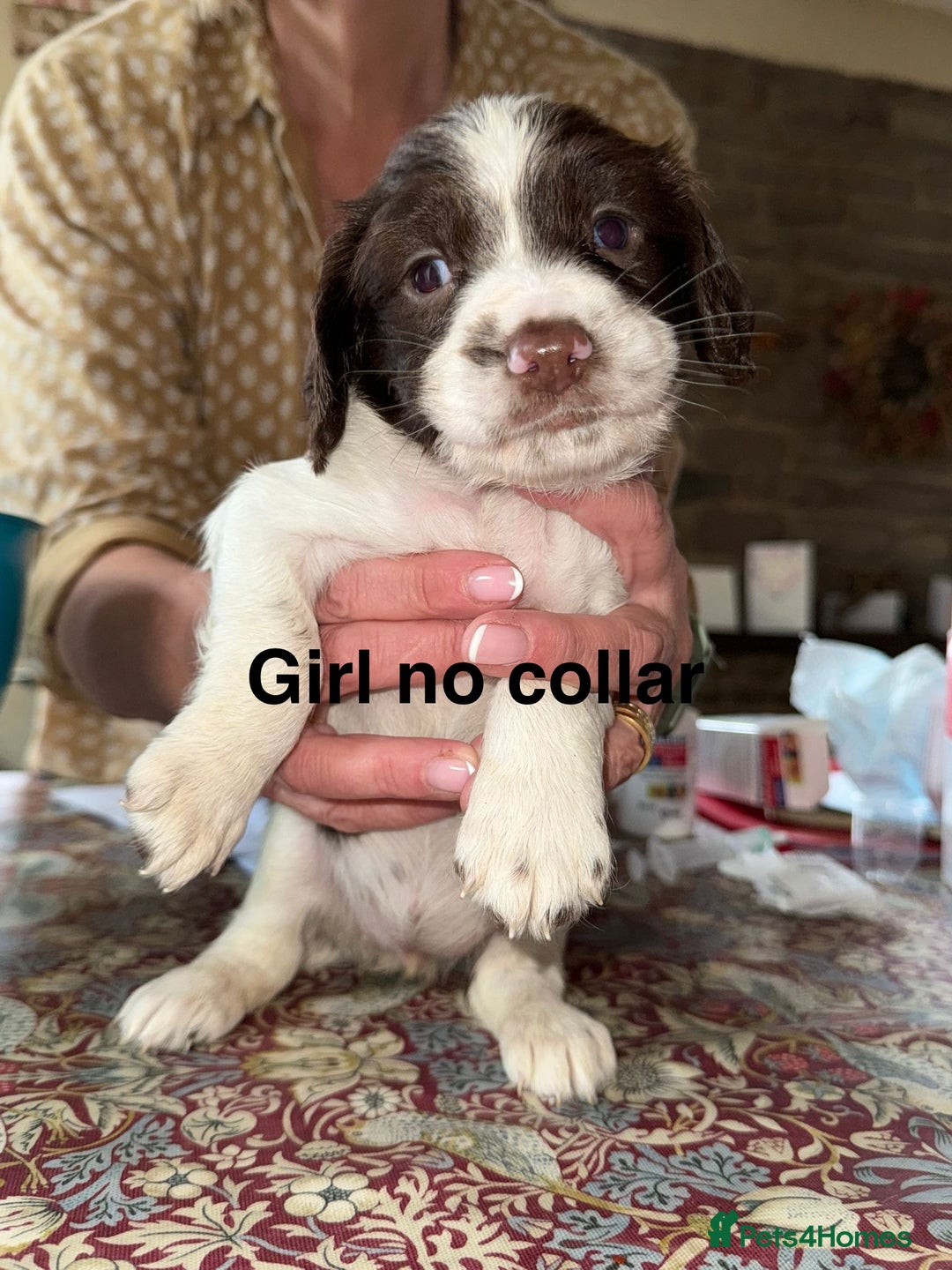 English Springer Spaniel dogs for sale: KC Springer Spaniel puppies 3 x girls available  in Hereford - Image 19