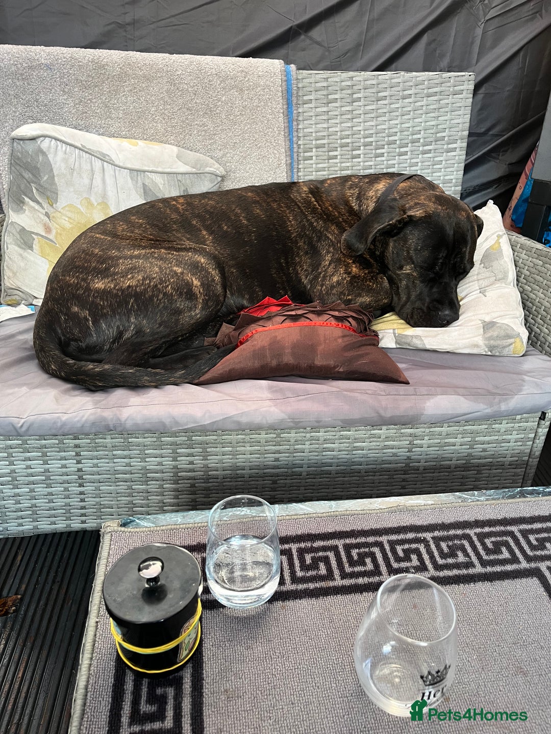 Cane Corso dogs for sale: Cane corso female  - Advert 1