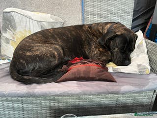 Cane Corso dogs Cane corso female - Advert 5