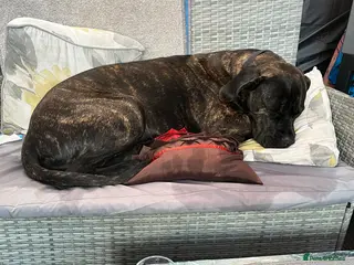 Cane Corso dogs Cane corso female - Advert 15