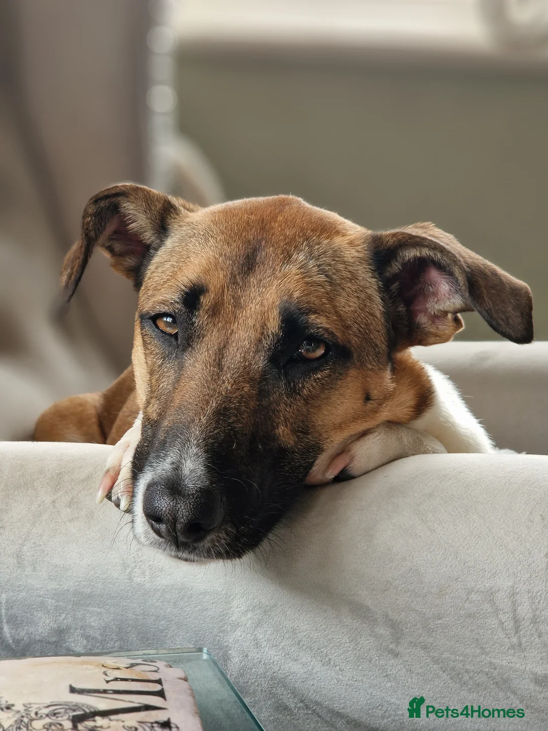 Mixed Breed dogs for sale: Ginny- Ready for rehoming, loves walks! - Advert 2