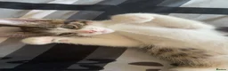 American Shorthair cats for sale: Cute non violent kitten  - Advert 2