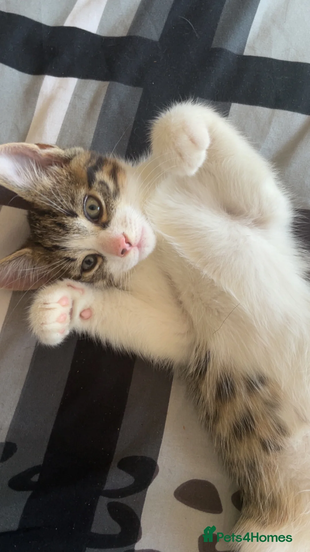American Shorthair cats for sale: Cute non violent kitten  - Advert 2
