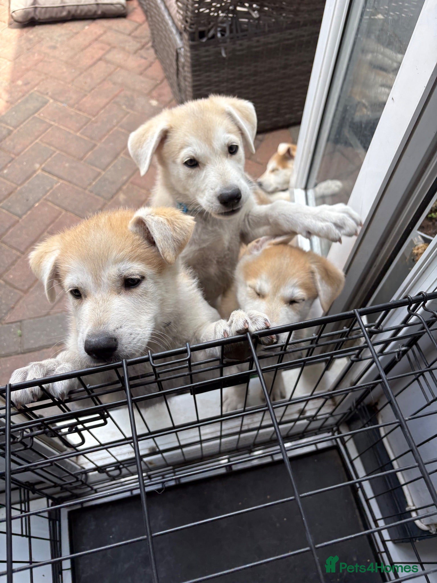 Mixed Breed dogs White Swiss shepherd cross wolf dog - Advert 3
