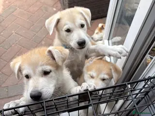 Mixed Breed dogs White Swiss shepherd cross wolf dog - Advert 3