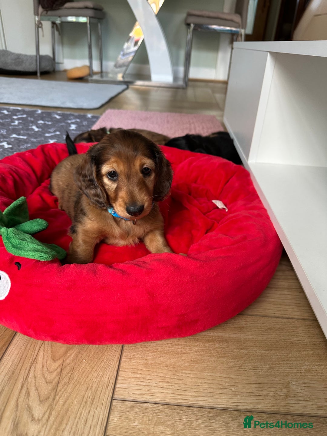 Dachshund dogs for sale: KC Registered Quality Mini Dachshunds long hair  - Image 29