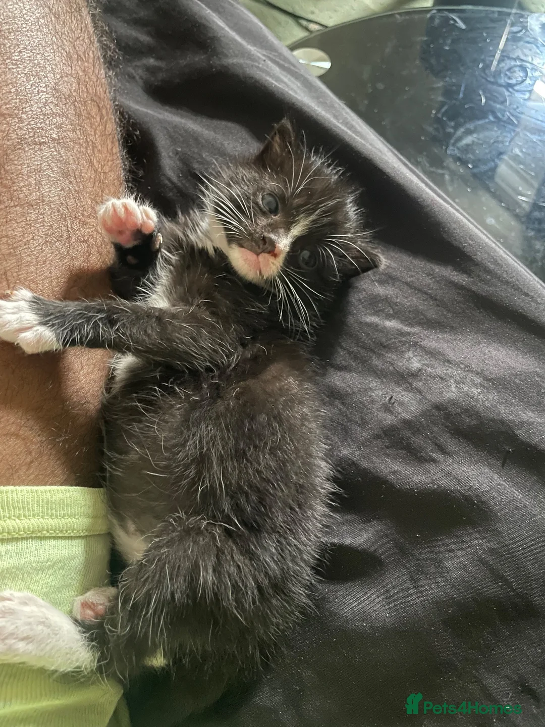 Domestic Shorthair cats for sale: Most adorable tuxedo kitten  (read description) - Advert 2