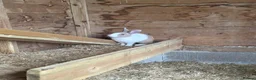 Mixed Breed rabbits for sale: Rabbits - Advert 2