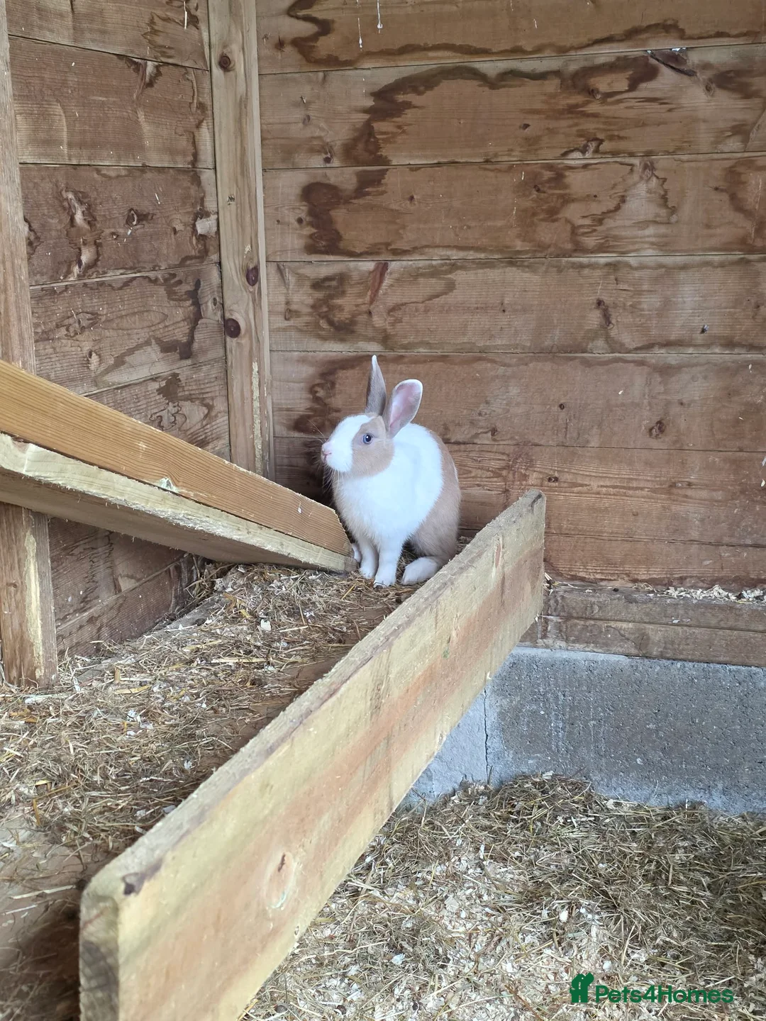 Mixed Breed rabbits for sale: Rabbits - Advert 2
