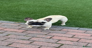 French Bulldog dogs - Advert 9