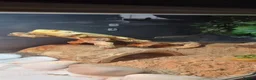 Bearded Dragon reptiles for sale: Bearded dragon for sale  in Manchester - Advert 4