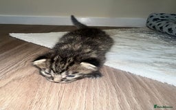 Bengal cats for sale: 5 bengal kittens looking for a loving home  - Image 2