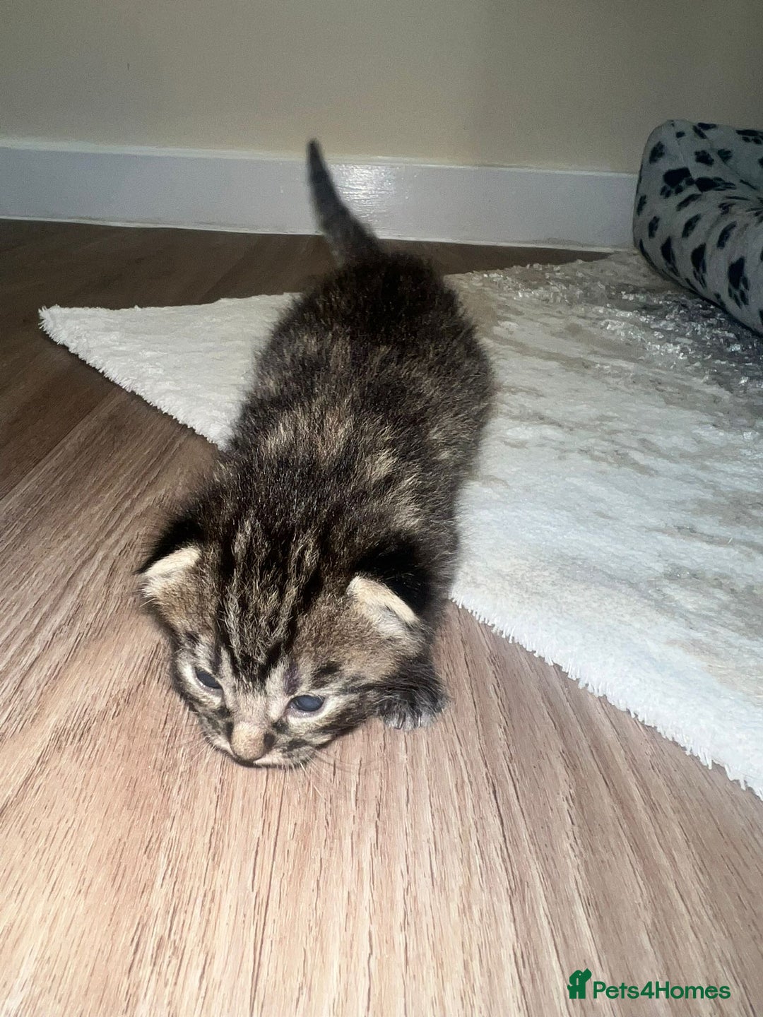 Bengal cats for sale: 5 bengal kittens looking for a loving home  - Image 2