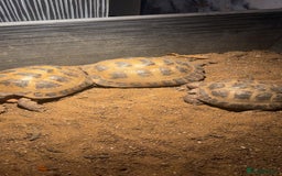 Tortoise reptiles for sale: 2 female 1 male tortoise  - Image 1