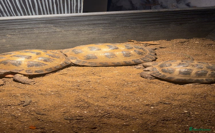 Tortoise reptiles - Advert 1
