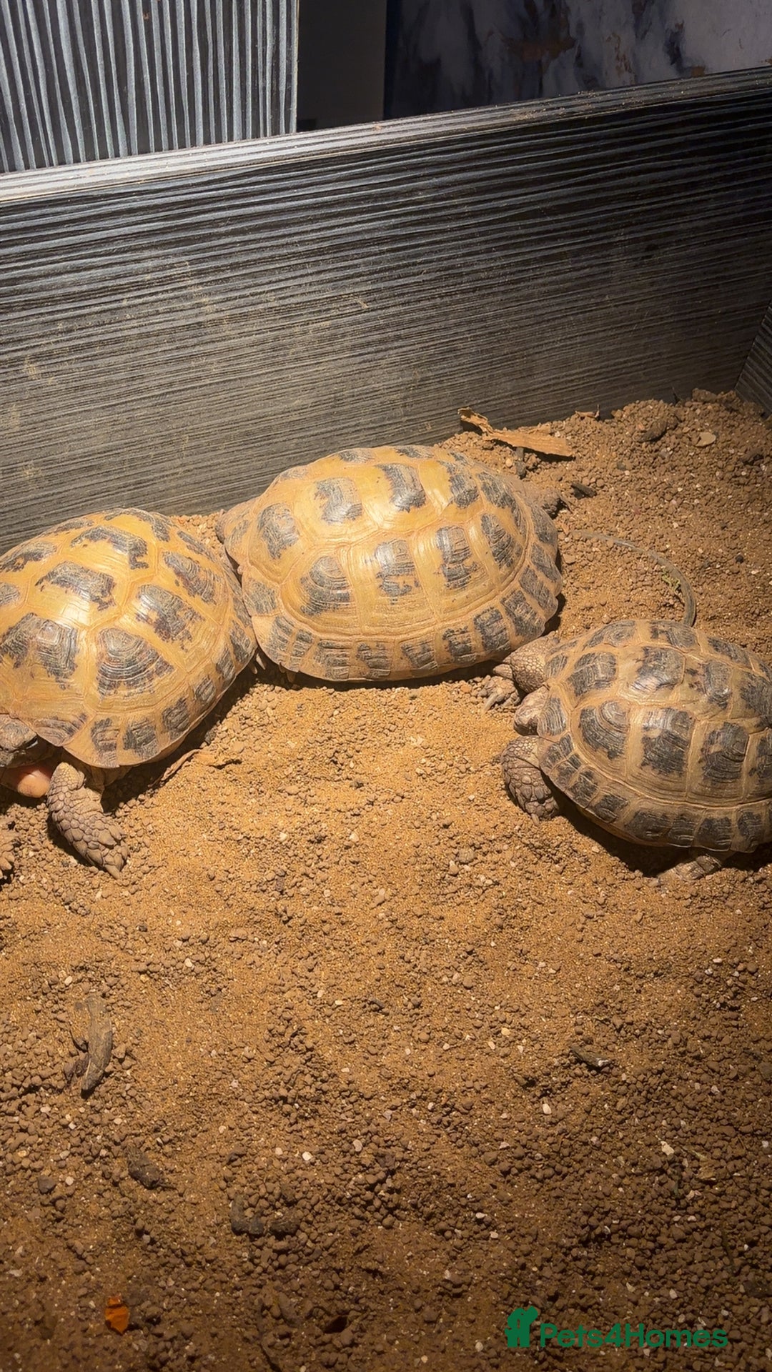 Tortoise reptiles for sale: 2 female 1 male tortoise  - Image 1