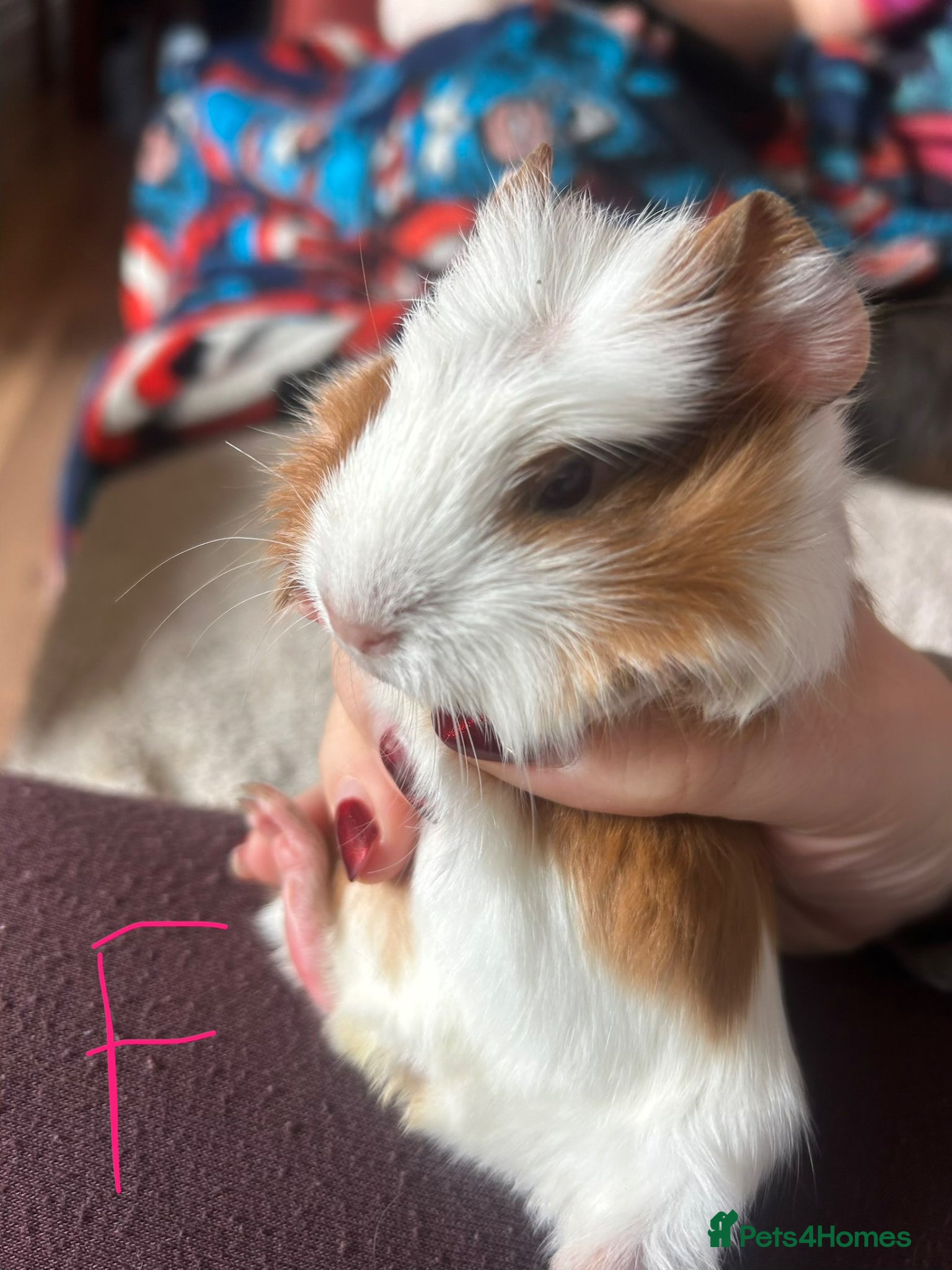 Guinea Pig rodents Baby Guinea pigs  - Advert 1