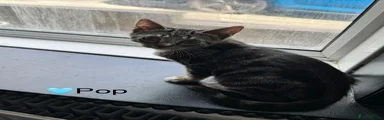 Domestic Shorthair 3