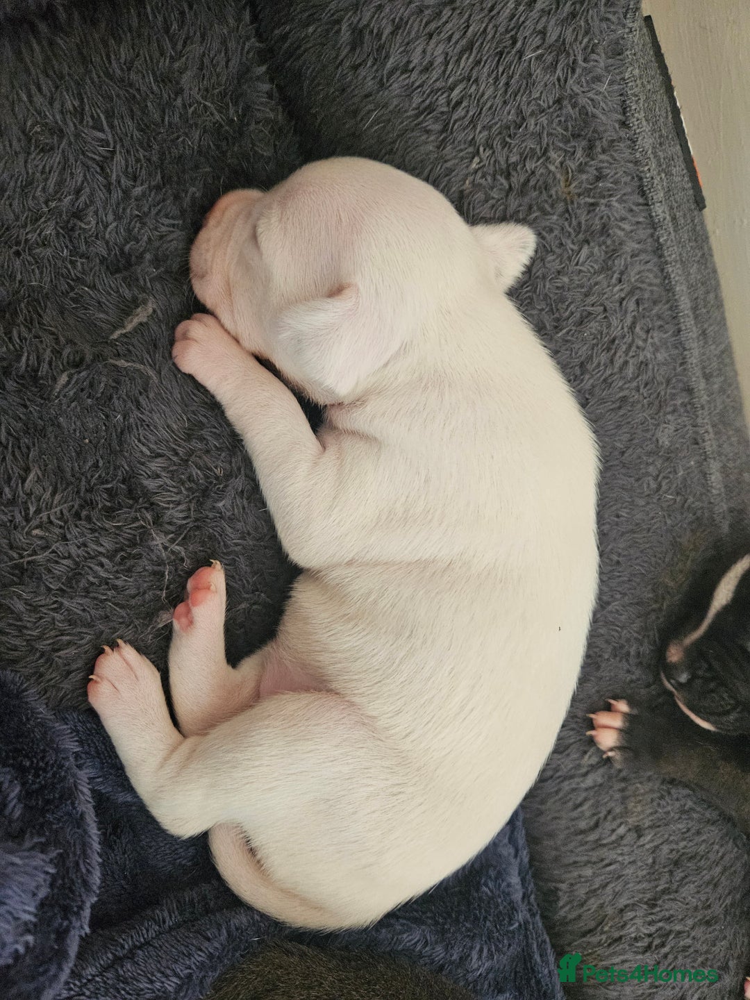 Staffordshire Bull Terrier dogs for sale:  Unique Classic Markings - Image 32