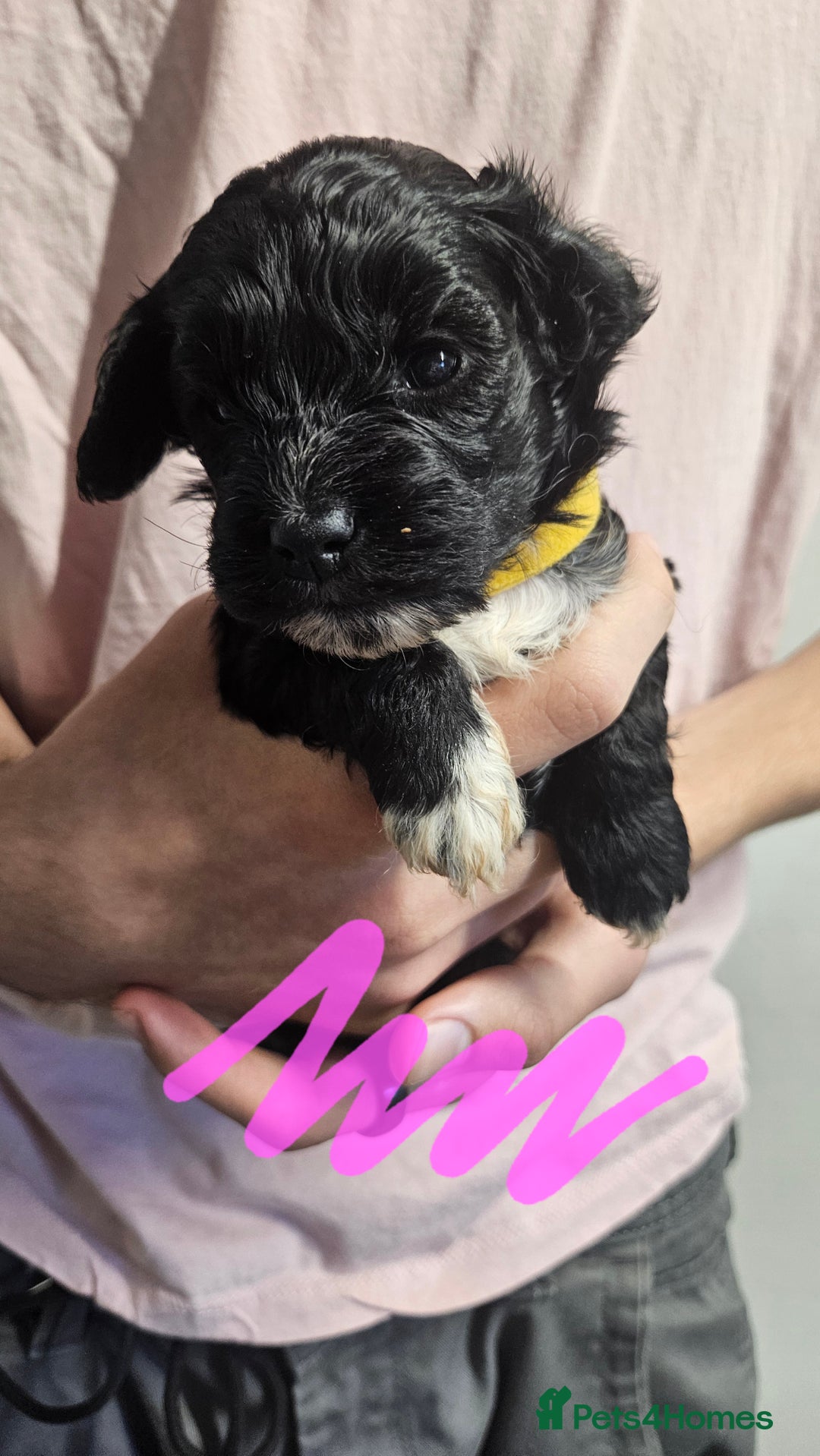 Cockapoo dogs for sale: Cockerpoo puppies for sale  - Image 9