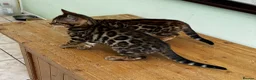 Bengal cats for sale: GCCF Registered Bengal in Market Drayton - Advert 3